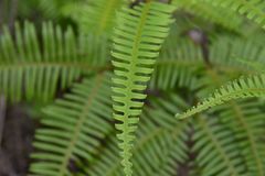 Dicranopteris pedata