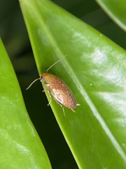 Plectoptera poeyi