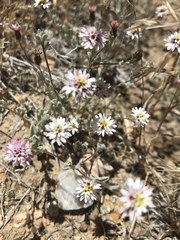 Lessingia tenuis
