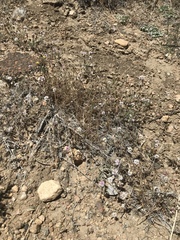 Lessingia tenuis
