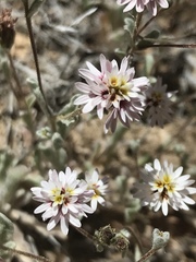 Lessingia tenuis