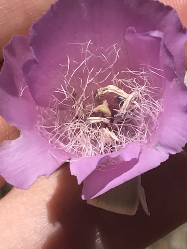 Splendid Mariposa Lily
