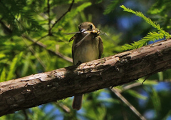 Dromogomphus spinosus