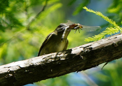 Dromogomphus spinosus