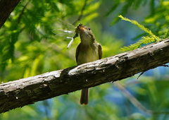 Dromogomphus spinosus