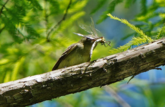 Dromogomphus spinosus