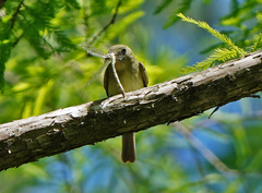Dromogomphus spinosus