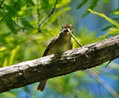 Dromogomphus spinosus