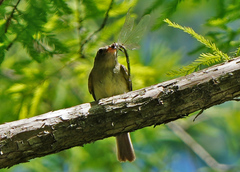 Dromogomphus spinosus