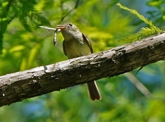 Dromogomphus spinosus