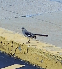 Mimus polyglottos