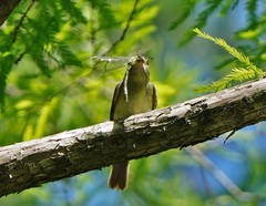 Dromogomphus spinosus