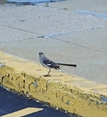 Mimus polyglottos