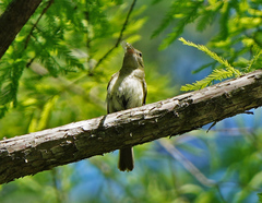 Dromogomphus spinosus