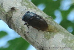 Cryptotympana atrata