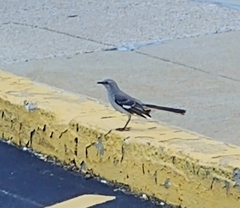 Mimus polyglottos