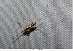 Macrocentrinae