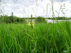 Linaria vulgaris