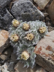 Townsendia spathulata