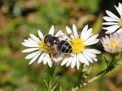 Eristalis obscura