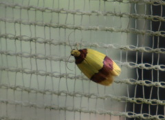 Heterallactis euchrysa