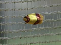 Heterallactis euchrysa