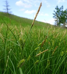 Carex