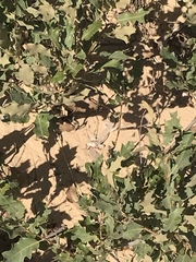 Sceloporus arenicolus