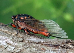 Cryptotympana mandarina