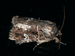 Ectopatria horologa