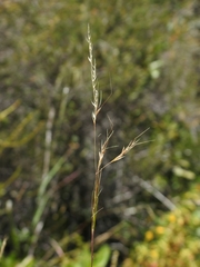 Nassella lepida