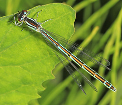 Coenagrion lanceolatum