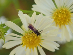 Hylaeus