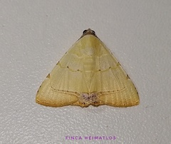 Eulepidotis micca