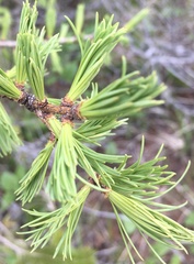 Larix occidentalis