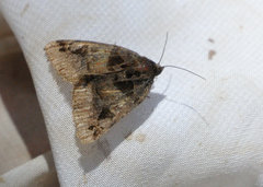 Euclidia ardita