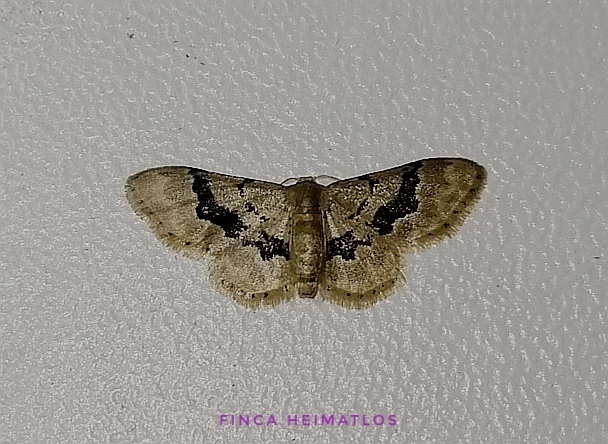 Idaea muscifasciata