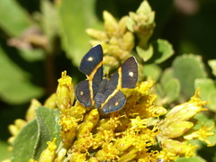 Parcella amarynthina