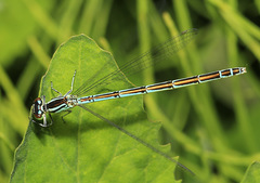 Coenagrion lanceolatum