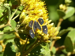 Parcella amarynthina