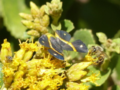 Parcella amarynthina