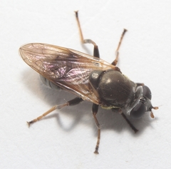 Myolepta varipes