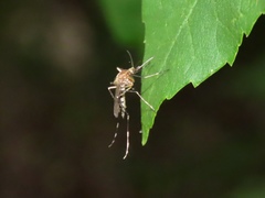 Aedes canadensis