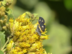 Parcella amarynthina