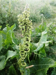 Rumex