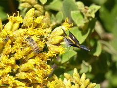 Parcella amarynthina