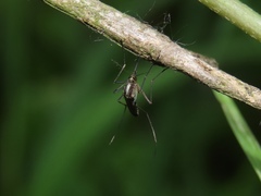 Aedes tormentor