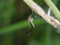 Aedes tormentor