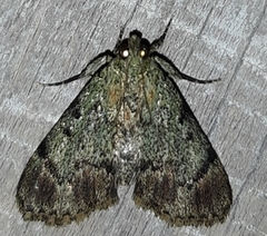 Epipaschia superatalis