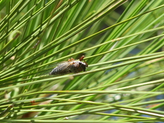 Platypedia middlekauffi